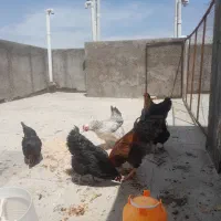 تخم مرغ محلی