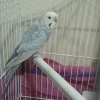 مرغ عشق