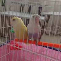 یک جفت برزیلی  عروسک کمیاب