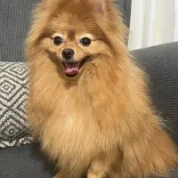 سگ پامرانین