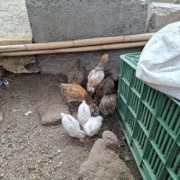 جوجه مرغ و خروس گلین لری و محلی