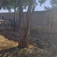 مورت و پالت|خدمات باغبانی و درختکاری|امیدیه, |دیوار