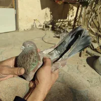 کبوترهفت‌رنگ پرشی|پرنده|هامون, |دیوار