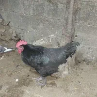 تخم نطفه دار استرالوپ استرالیایی وجوجه استرالوپ|حیوانات مزرعه|کلاچای, |دیوار