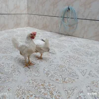 جوجه خروس