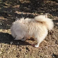 سگ پاکوتاه پامرانیان|سگ|قائم‌شهر, |دیوار