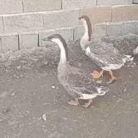 ۳عدد قوغاز اکراینی|حیوانات مزرعه|آستانه اشرفیه, |دیوار