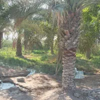 زمین کشاورزی مسکونی|فروش دفتر صنعتی، کشاورزی، تجاری|آبادان, |دیوار