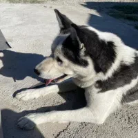 هاسکی|سگ|ارومیه, |دیوار