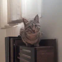 گربه گمشده|حیوانات|اصفهان, نقش جهان|دیوار