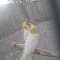عروس هلندی|پرنده|بم, |دیوار