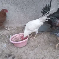 خروس|حیوانات مزرعه|سرپل ذهاب, |دیوار