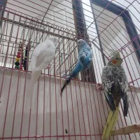 یک جفت مرغ عشق واقع در اسکو سهند|پرنده|سهند, |دیوار