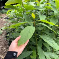 نهال آواکادو بیکن سبز|گل و گیاه طبیعی|پره‌سر, |دیوار