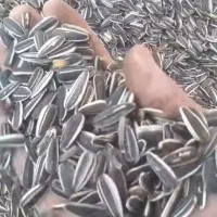 تخمه آفتاب گردان درجه یک درشت ب شرط|خوردنی و آشامیدنی|شال, |دیوار