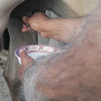 شیر اسب|خوردنی و آشامیدنی|مشهد, توس فردوسی|دیوار