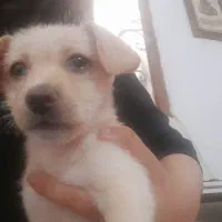 سگ پاپی|سگ|مشهد, شهید قربانی|دیوار