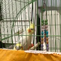 فروش عروس هلندی نر و ماده