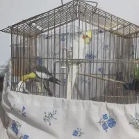 عروس هلندی سالم