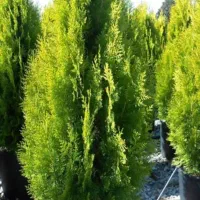 فروش ویژه سرولاوسون کامیس یاس هلندی|گل و گیاه طبیعی|نشتارود, |دیوار