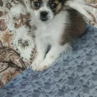 سگ نژاد پاپیلون