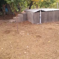 فروش گردوی پرچربی خوشمزه ضمانتی مغز سقید