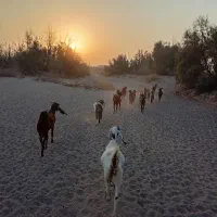 فروش بز داشتی دوقلوزاباکهره وگیسه|حیوانات مزرعه|رودبار (کرمان), |دیوار