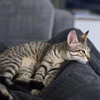 واگذاری گربه DSH