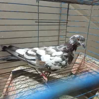 فروش کبوتر سرحال و تمیز