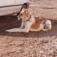 واگذاری سگ ماده خراسانی هیکل