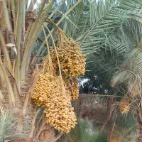 راهنمای علاقمندان به پرنده
