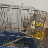 یجفت عروس هلندی مولد با۳تا جوجه دونخور مفت