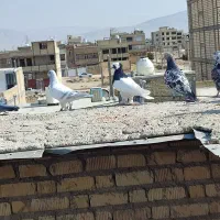 دسته رنگی 40 تایی|پرنده|مرودشت, ژیان|دیوار