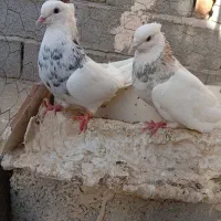 نرو ماده طوقی پاک