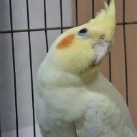 طالب عروس هلندی دستی و رام هستم