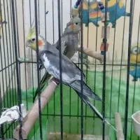 یک جفت عروس هلندی نروماده بدون قفس