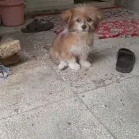 سگ پا کوتاه