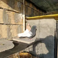 دو جفت سینه ای مشکی و زرد درجه یک|پرنده|زیباشهر, |دیوار