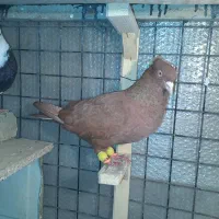 کفتر پرشی وجفتگاه