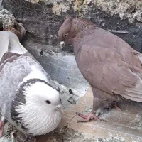 کفتر پرشی تهرانی