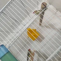 فنچ گلدین کرواتی ستاره جغدی کینگ