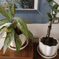 گل و گلدون|گل و گیاه طبیعی|فلاورجان, |دیوار