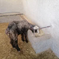 فروش یک راس میش|حیوانات مزرعه|مرودشت, مجد آباد|دیوار