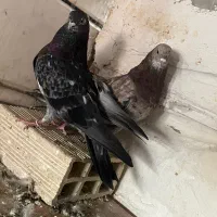کبوتر سرور