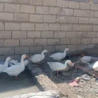 غاز|حیوانات مزرعه|اهواز, کوی علوی|دیوار