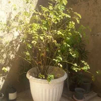 فروش گل محمدی
