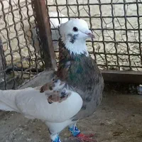 تعدادی کبوتر بهبونی،طوقی،شهری،دمبی،سینه