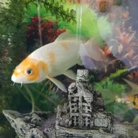 ماهی کوی|ماهی|اصفهان, کردآباد|دیوار