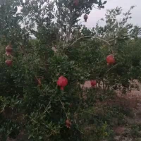 باغ فروشی|فروش خانه و ویلا|سلفچگان, |دیوار