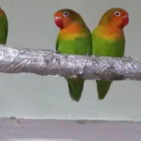 طوطی فیشر برزیلی